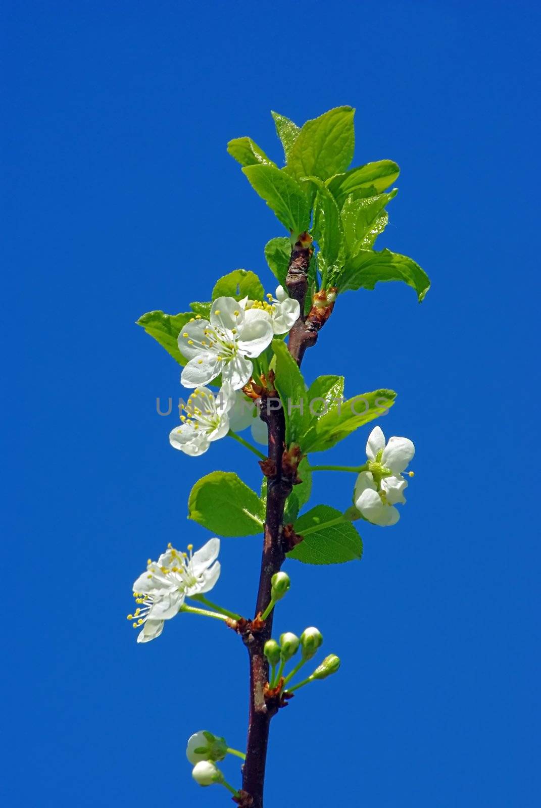 Cherry blossom against blue sky by Vitamin