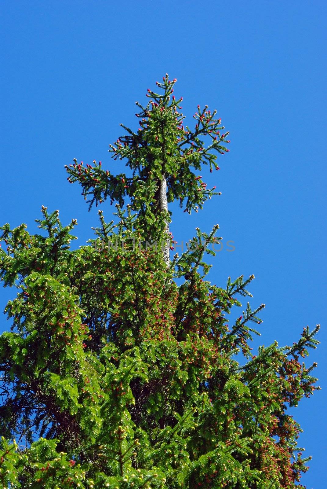 Old bald spruce against blue sky background