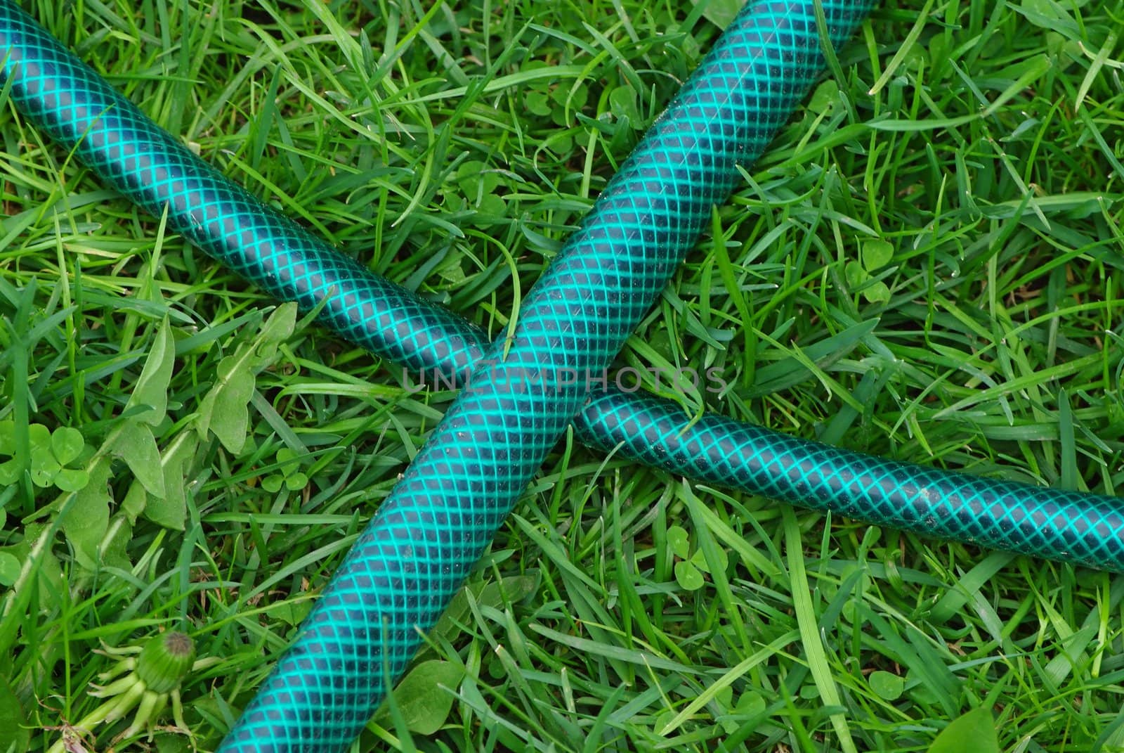 Portable garden plastic hosepipe on the green fresh grass field