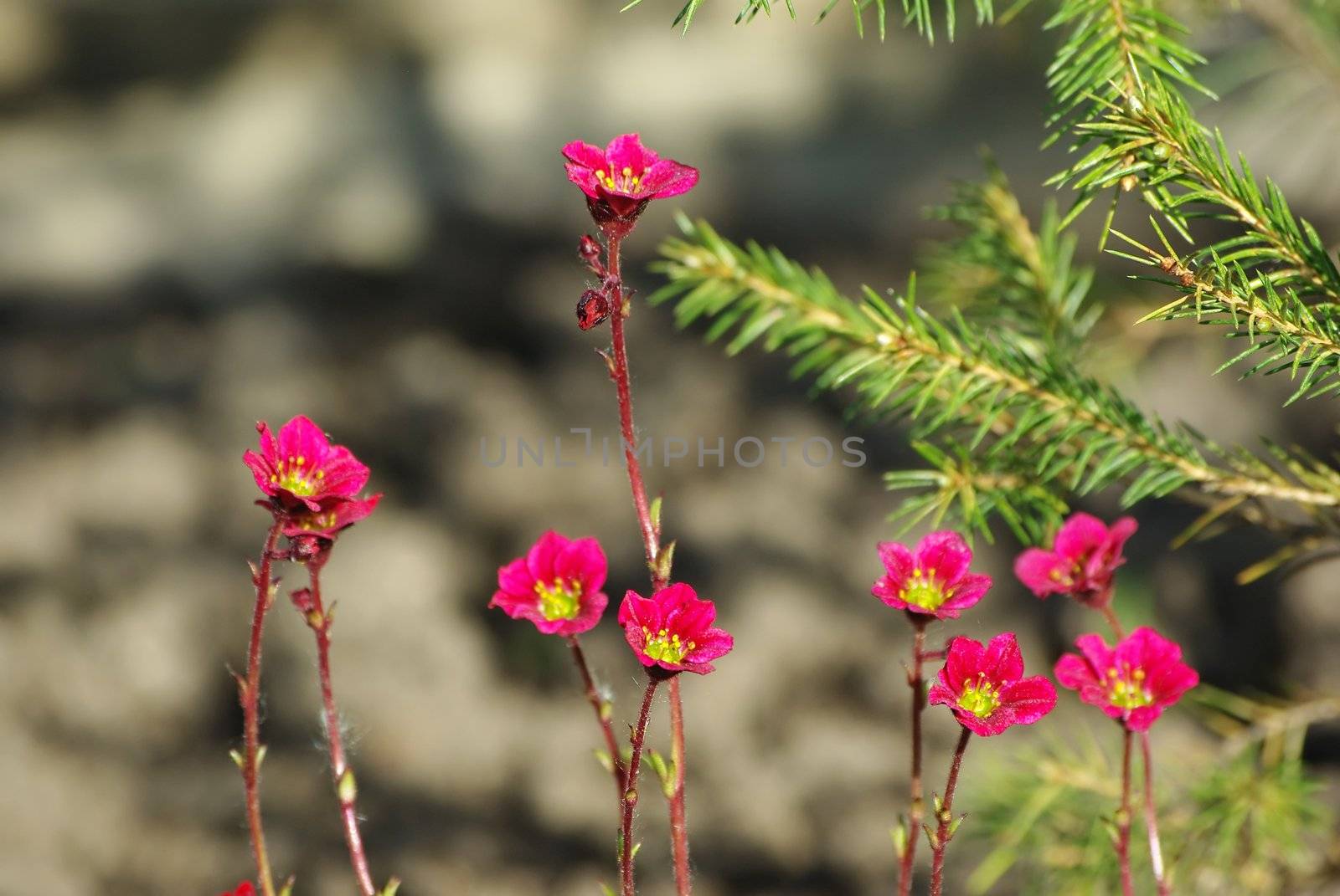 Background of blossoming succulent plant close up