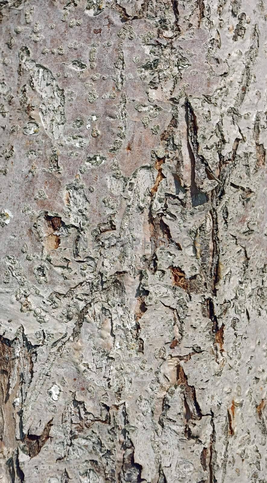 Old apple tree bark close up texture background