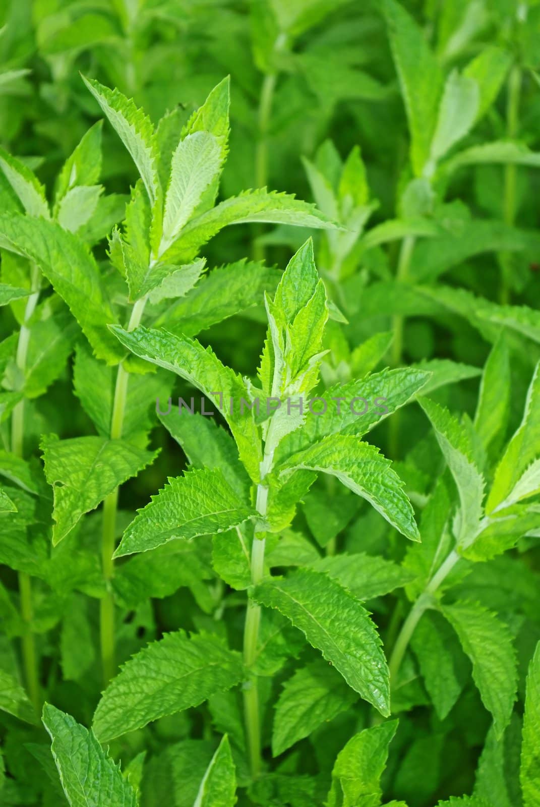 Fresh green mint leaves close up background