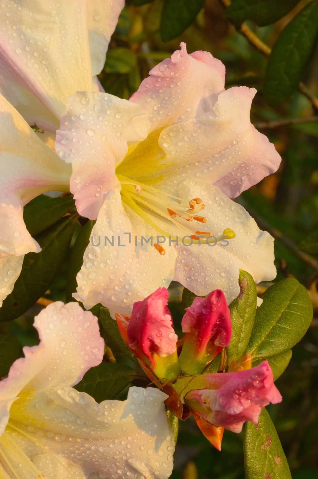 Rhododendron ludwigianum Hoss (White Rhodon) in Phukradung national park, Thailand.The stems are thick. Be found from the area. The cold. And high humidity. Thailand found at Phukradung National Park, Doi Inthanon National Park, one from the height above sea level, 2,500 feet up.