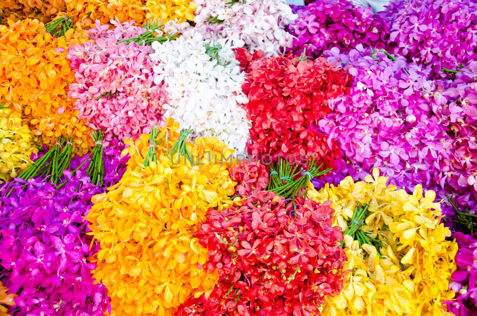Colorful of blooming orchid in market, Thailand.