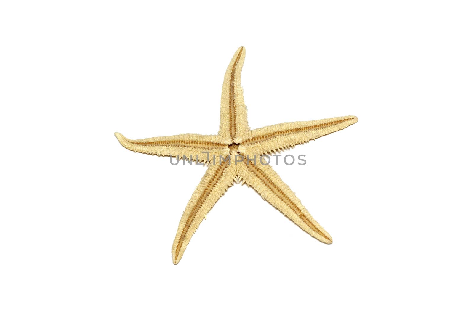 Starfish isolated on white background. by borodaev