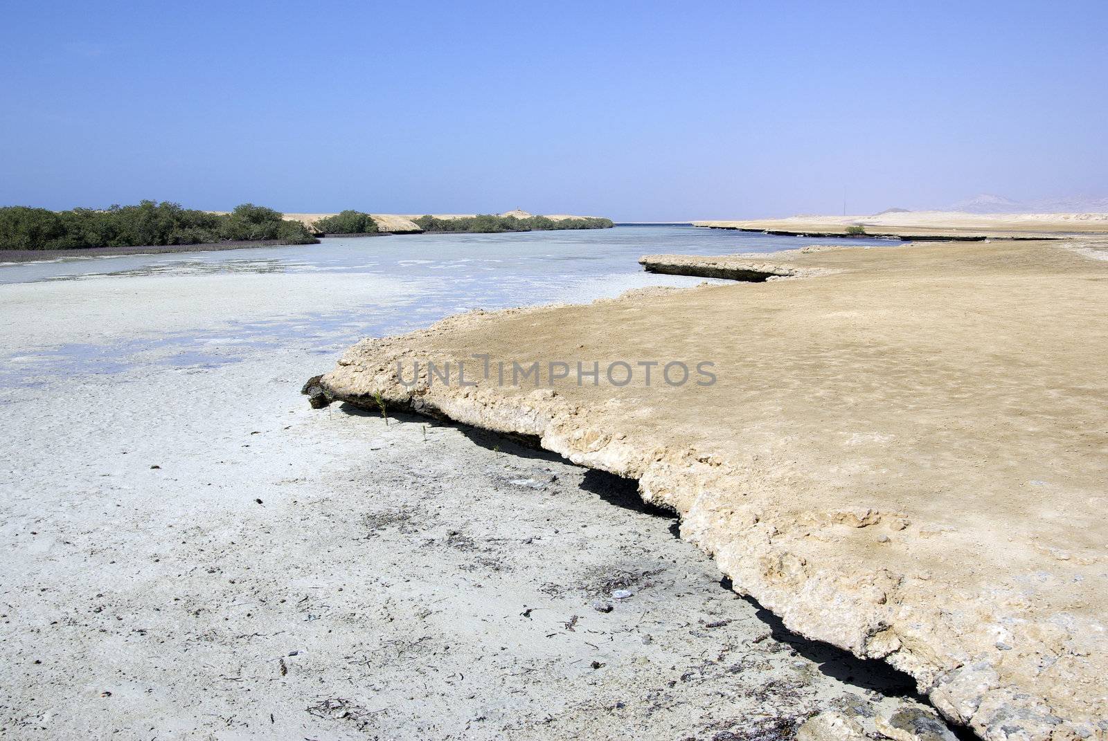 Mangrove trees and desert. Egypt, Africa.