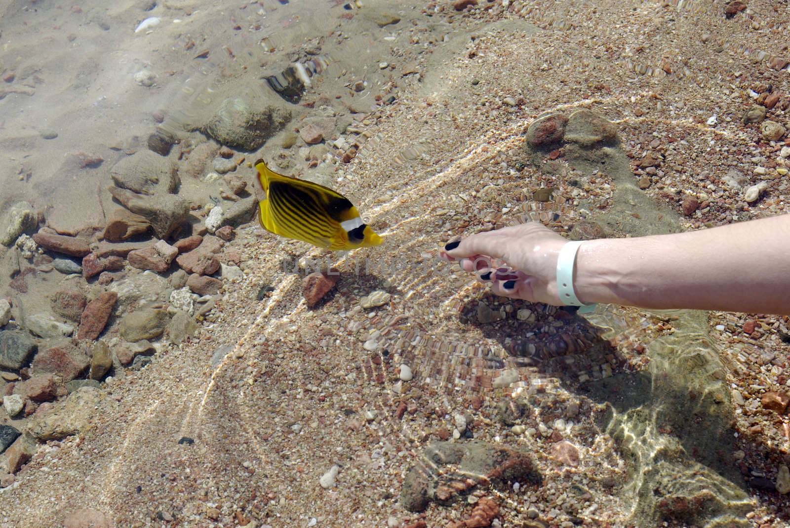 Tropical fish in Red Sea eating from hand. Egypt.