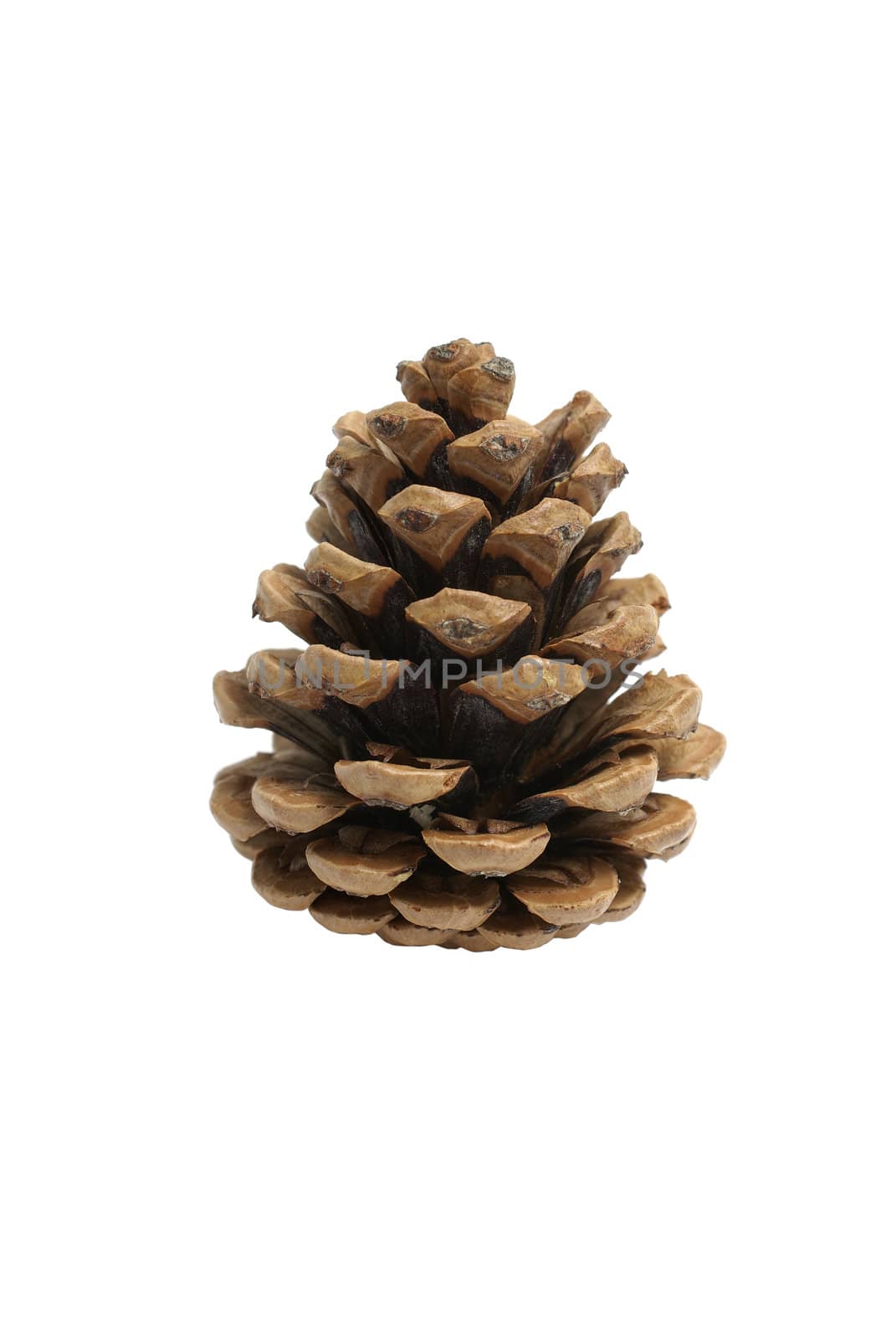 Pine cone isolated on white background. by borodaev