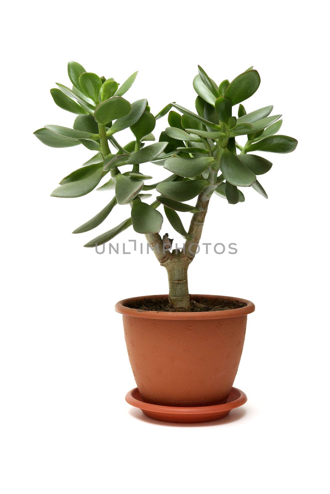 Moneytree in pot isolated on white background. by borodaev