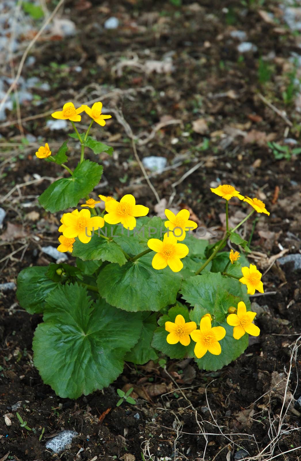 Yellow-cup or known as buttercup (Ranunculus) flower.