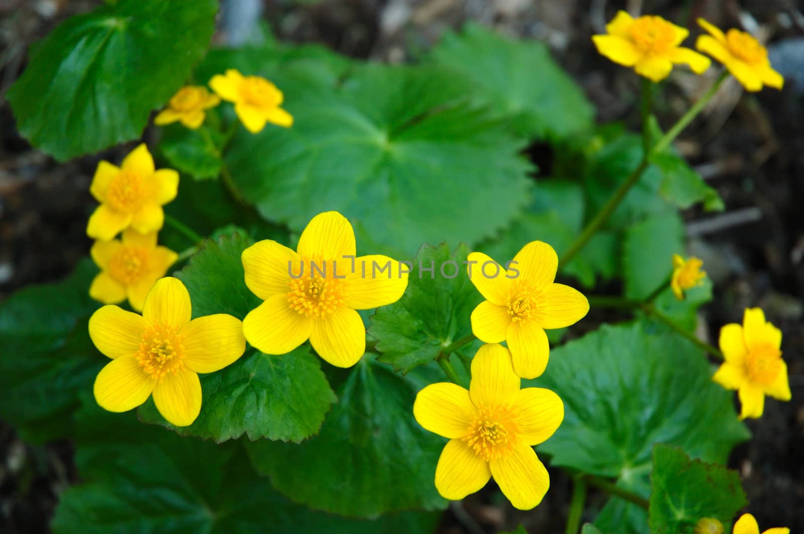 Yellow-cup or known as buttercup (Ranunculus) flower.