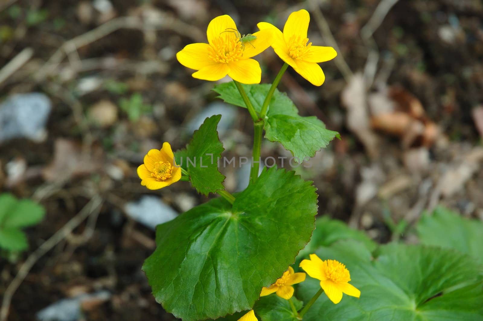 Yellow-cup or known as buttercup (Ranunculus) flower.