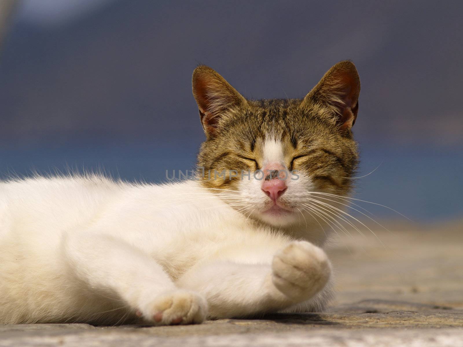 greek stray cat resting in the sun