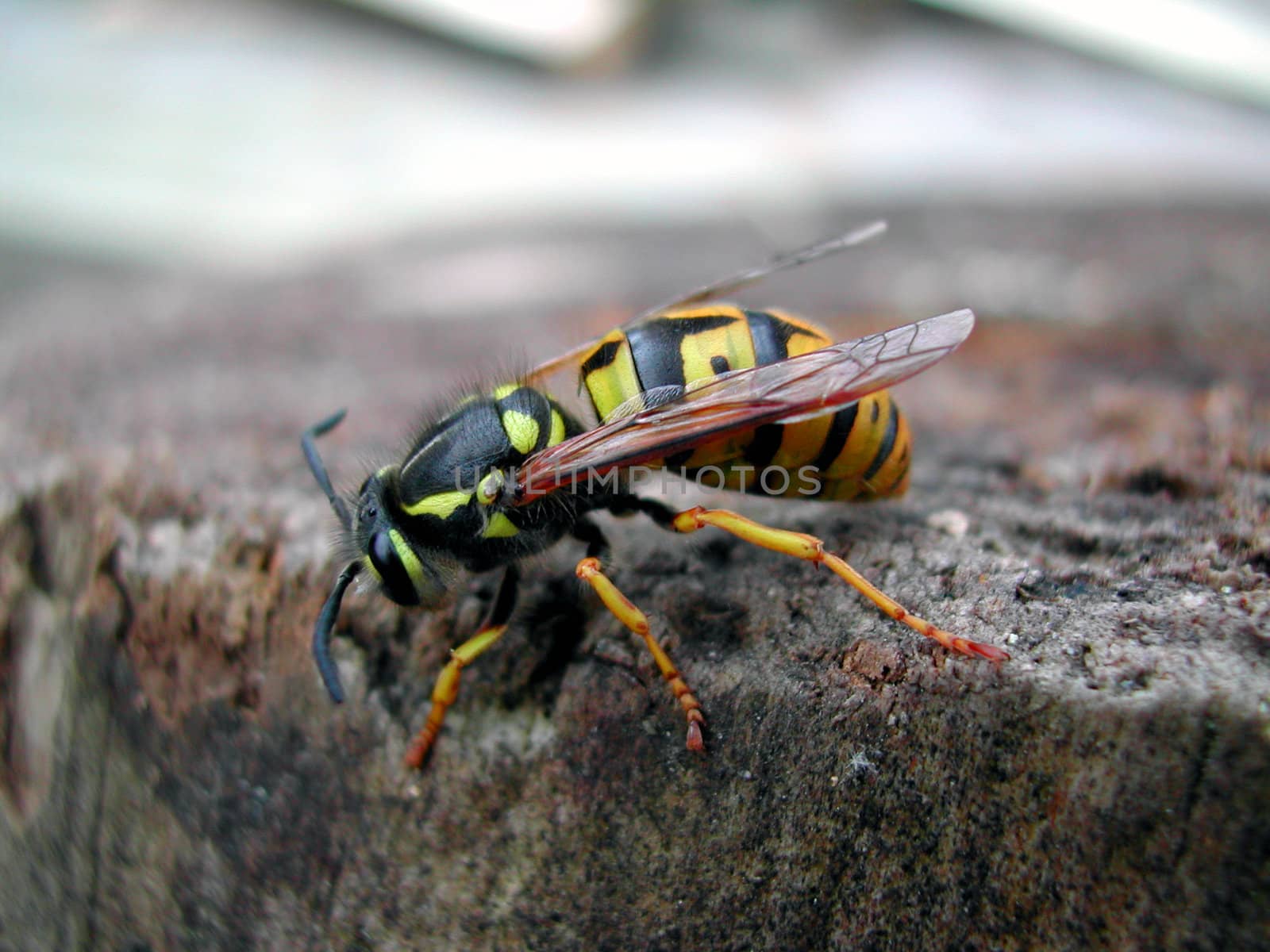 Norwegian Wasp.