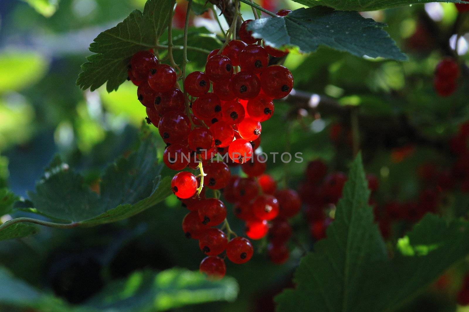 Norwegian Currant bush.
Red currants.