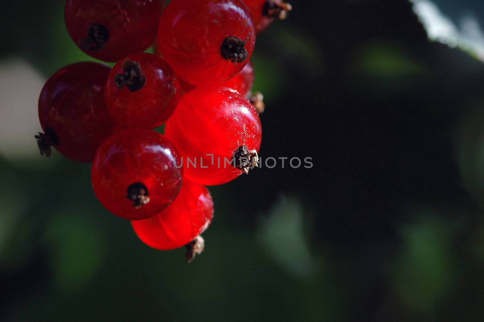 Norwegian Currant bush.
Red currants.