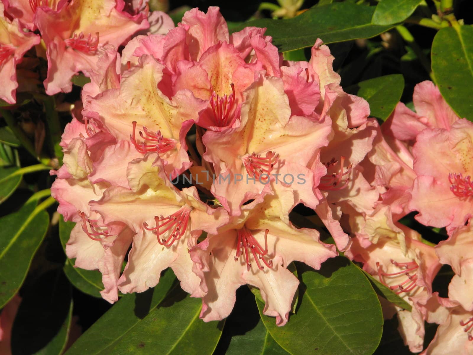 rhododendron blossom