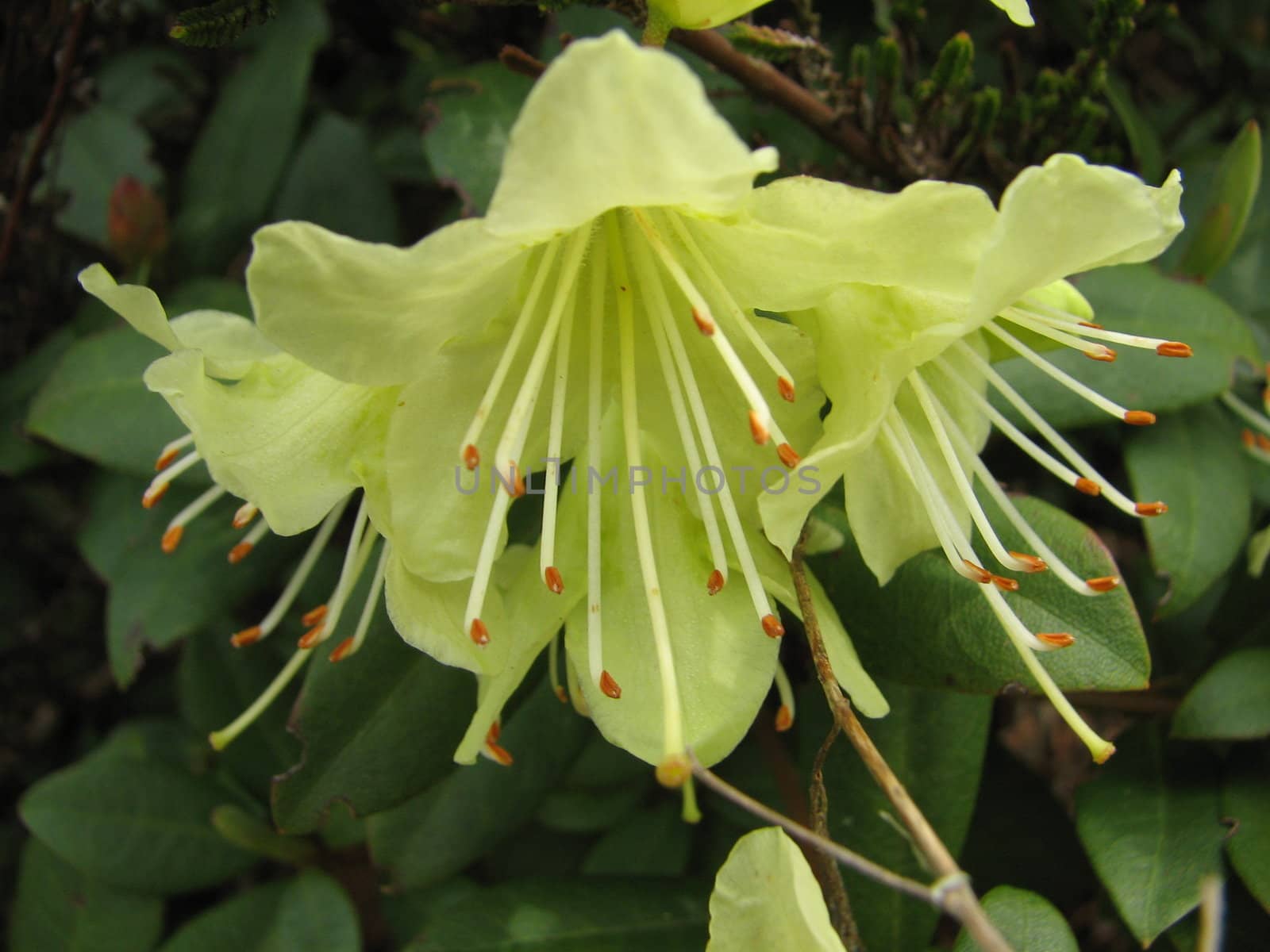 rhododendron blossom