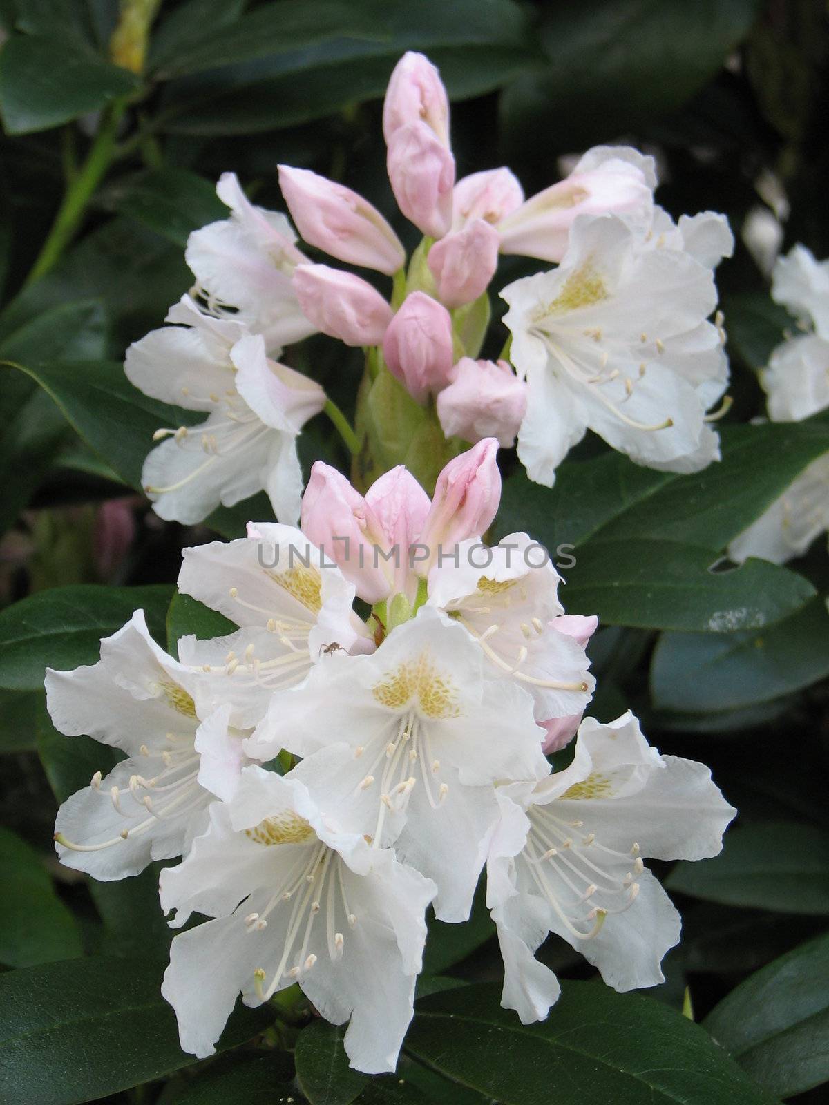 rhododendron blossom