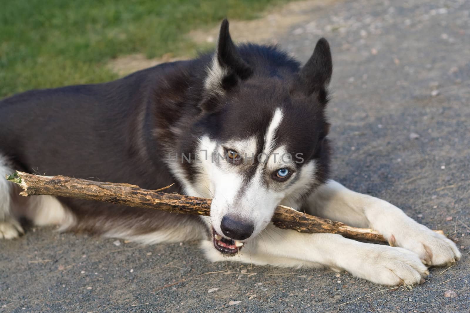 Dog with different eyes gnawing stick
