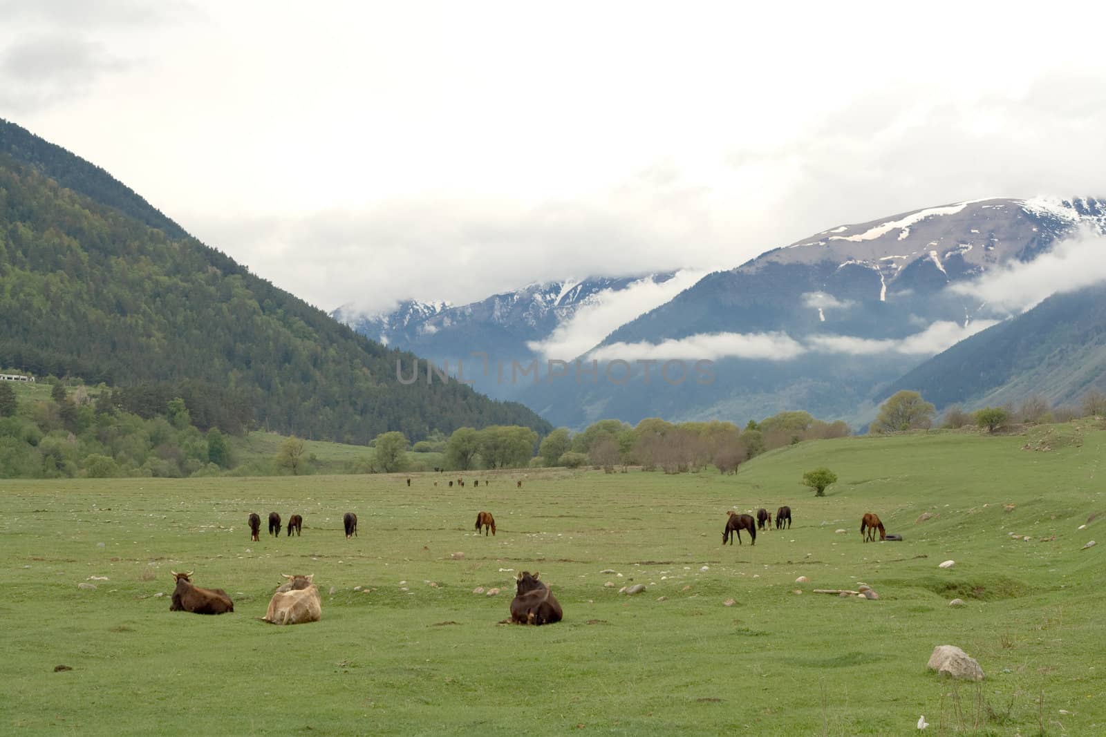 Mouintain: cows and horses on green field
