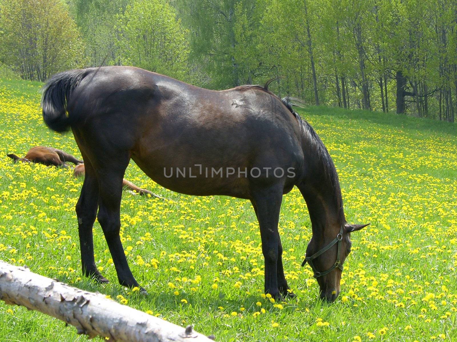 horse on the pasture
