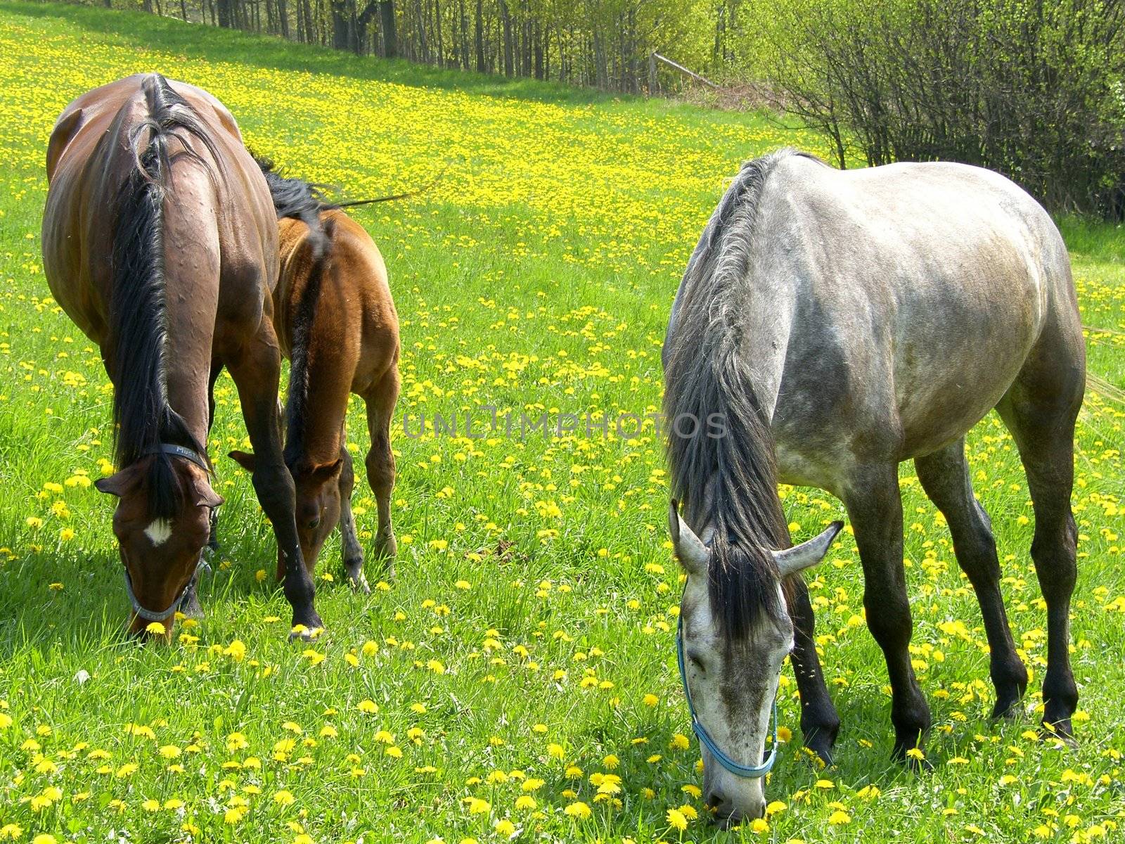 horses on the pasture 