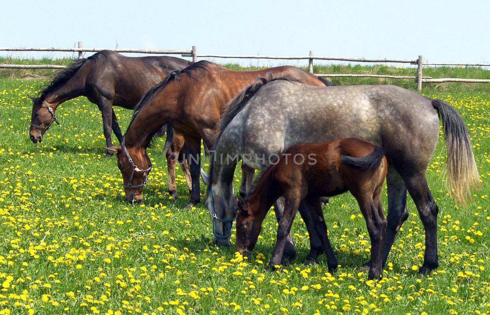 horses on the pasture 