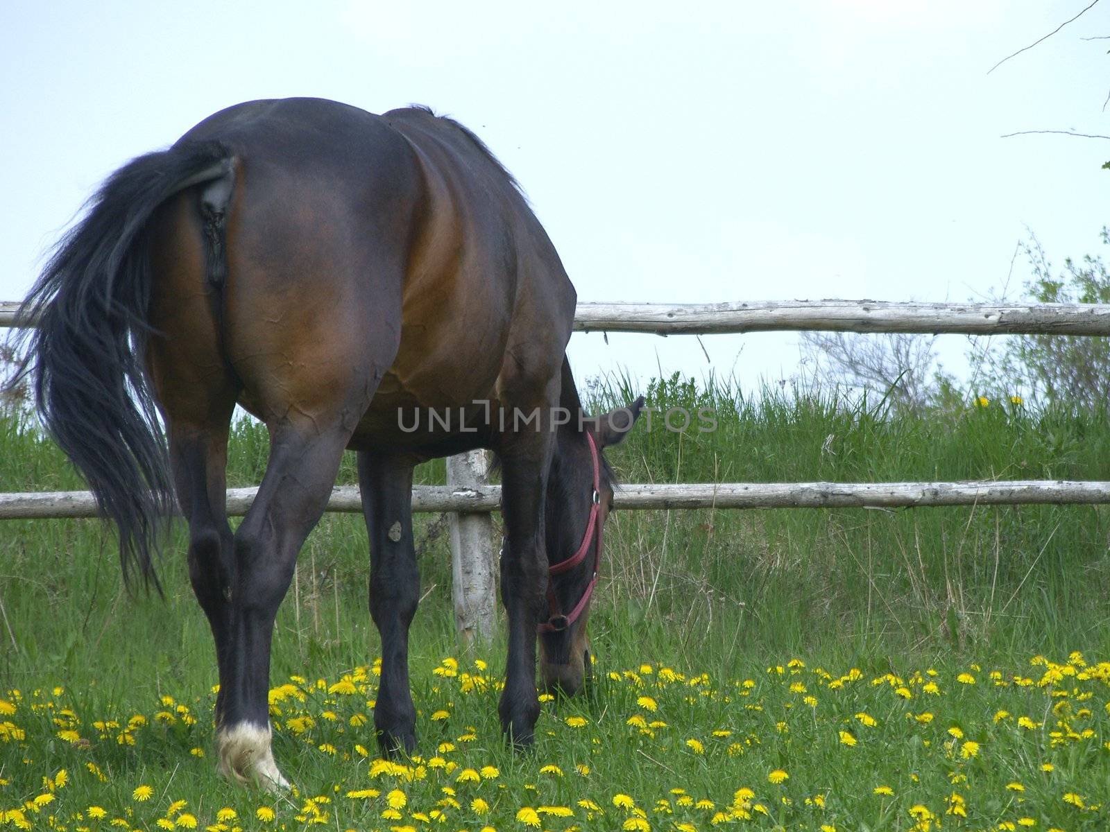 horse on the pasture