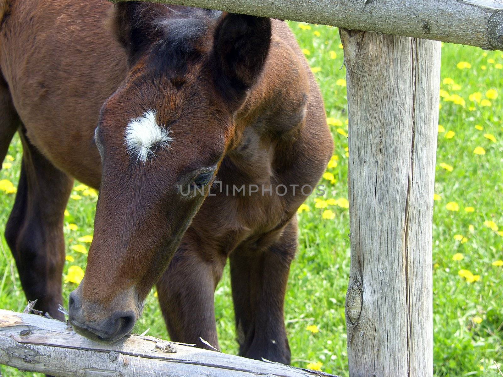 horse on the pasture