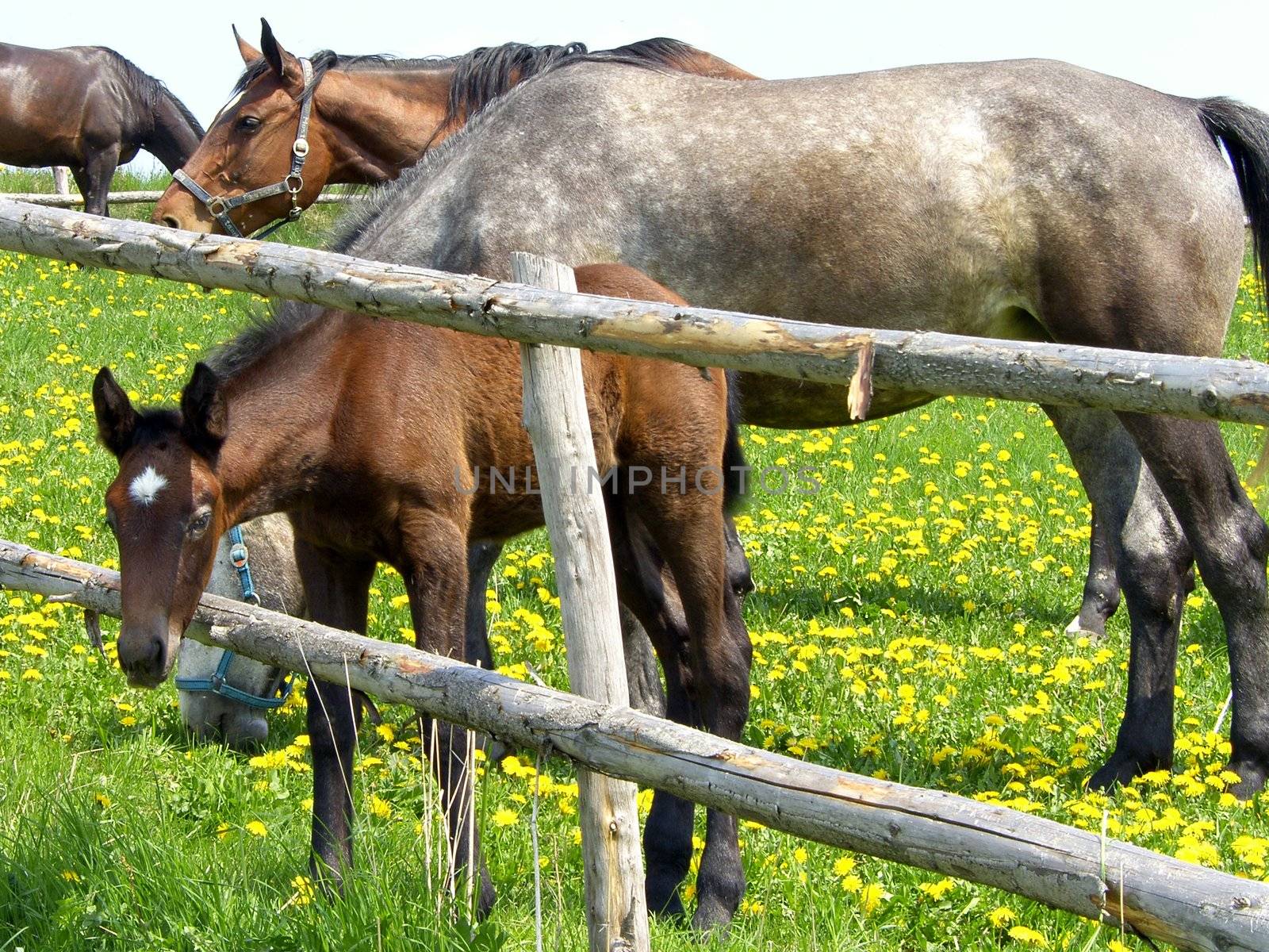 horses on the pasture 
