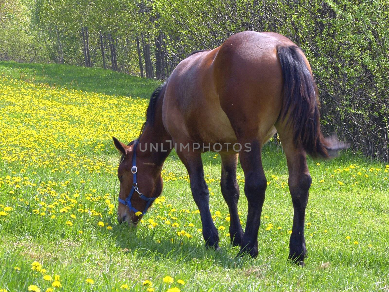 horse on the pasture