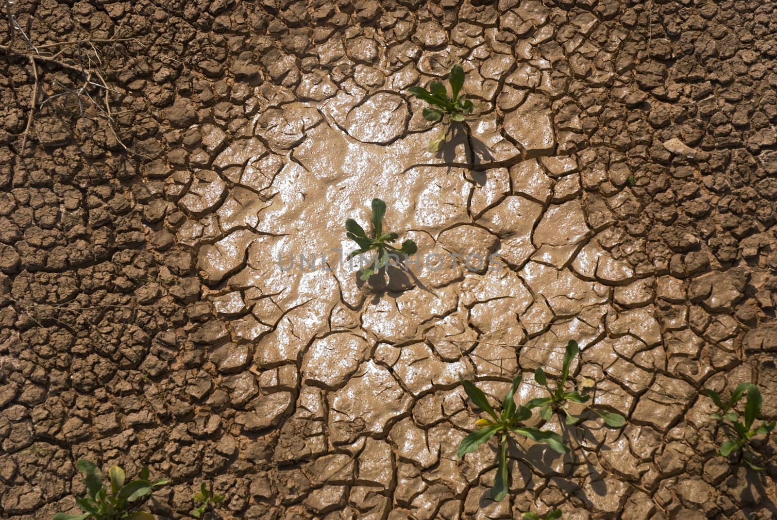 Small plant growing in a drought desert