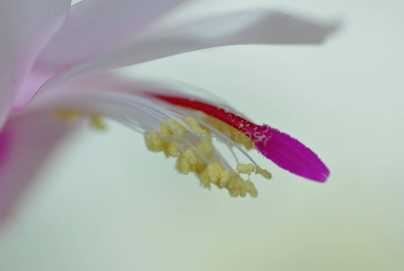 macro flower, f 2.8