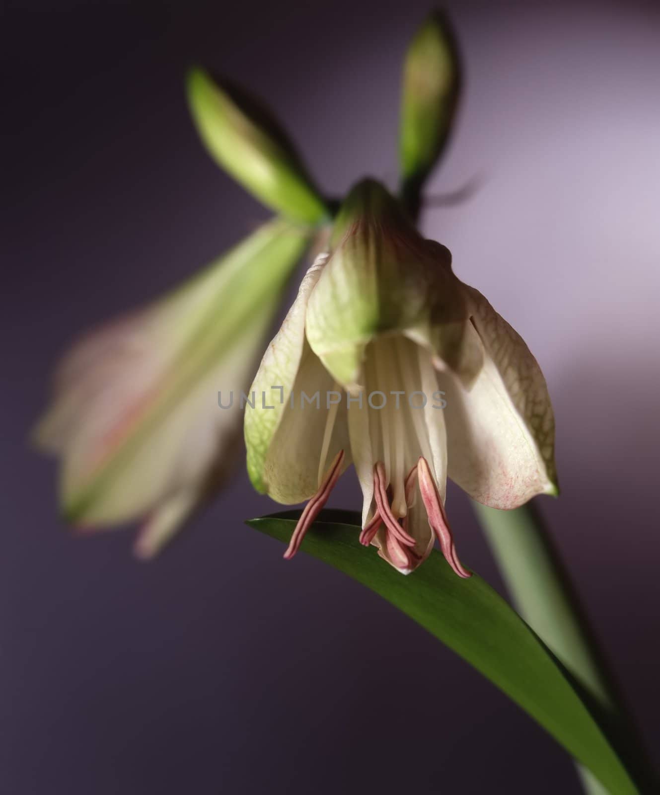 flower white lily on green stalk, closeup, decorative plant