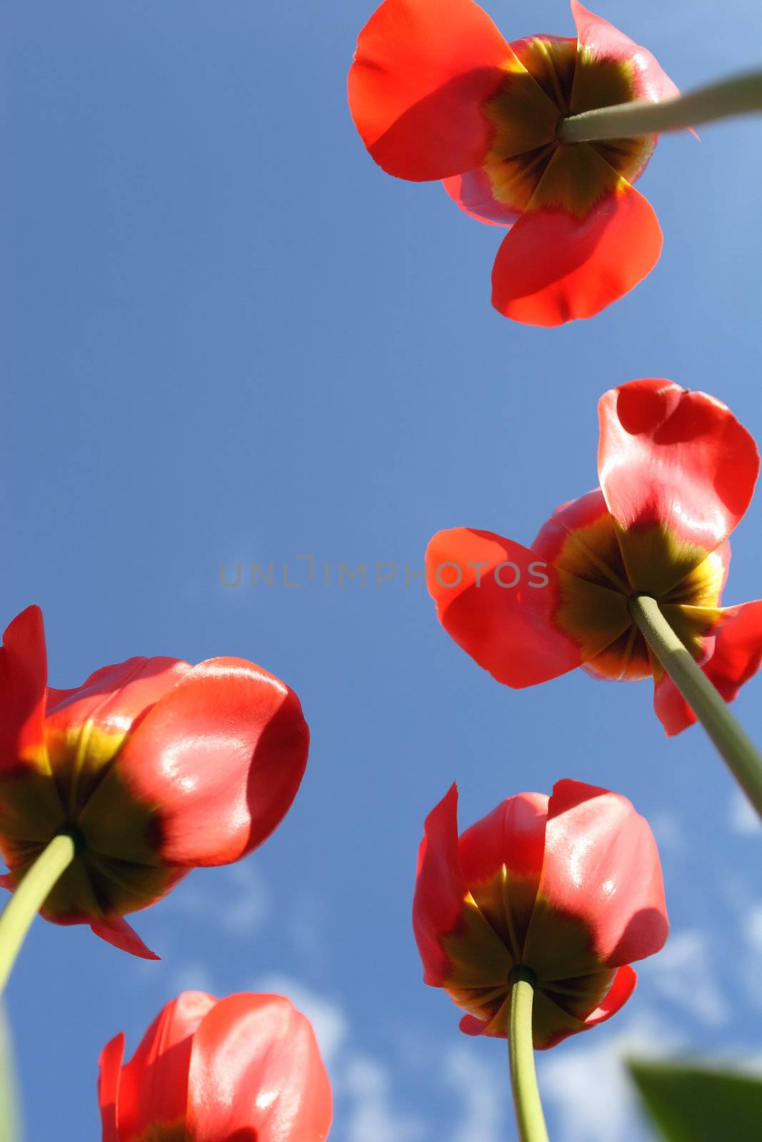 Red tulips on background blue sky, springtime, tulipa sylvestris