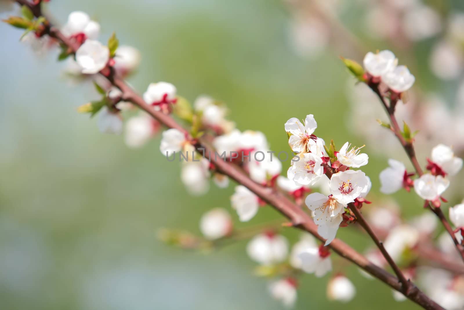 blossom branch of apple an tree in town garden in springtime