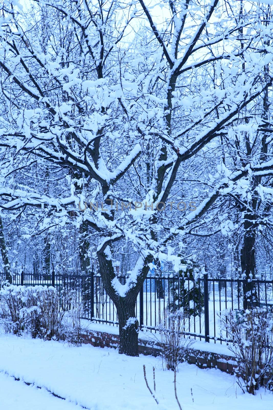 winter blue morning in park after snowfall