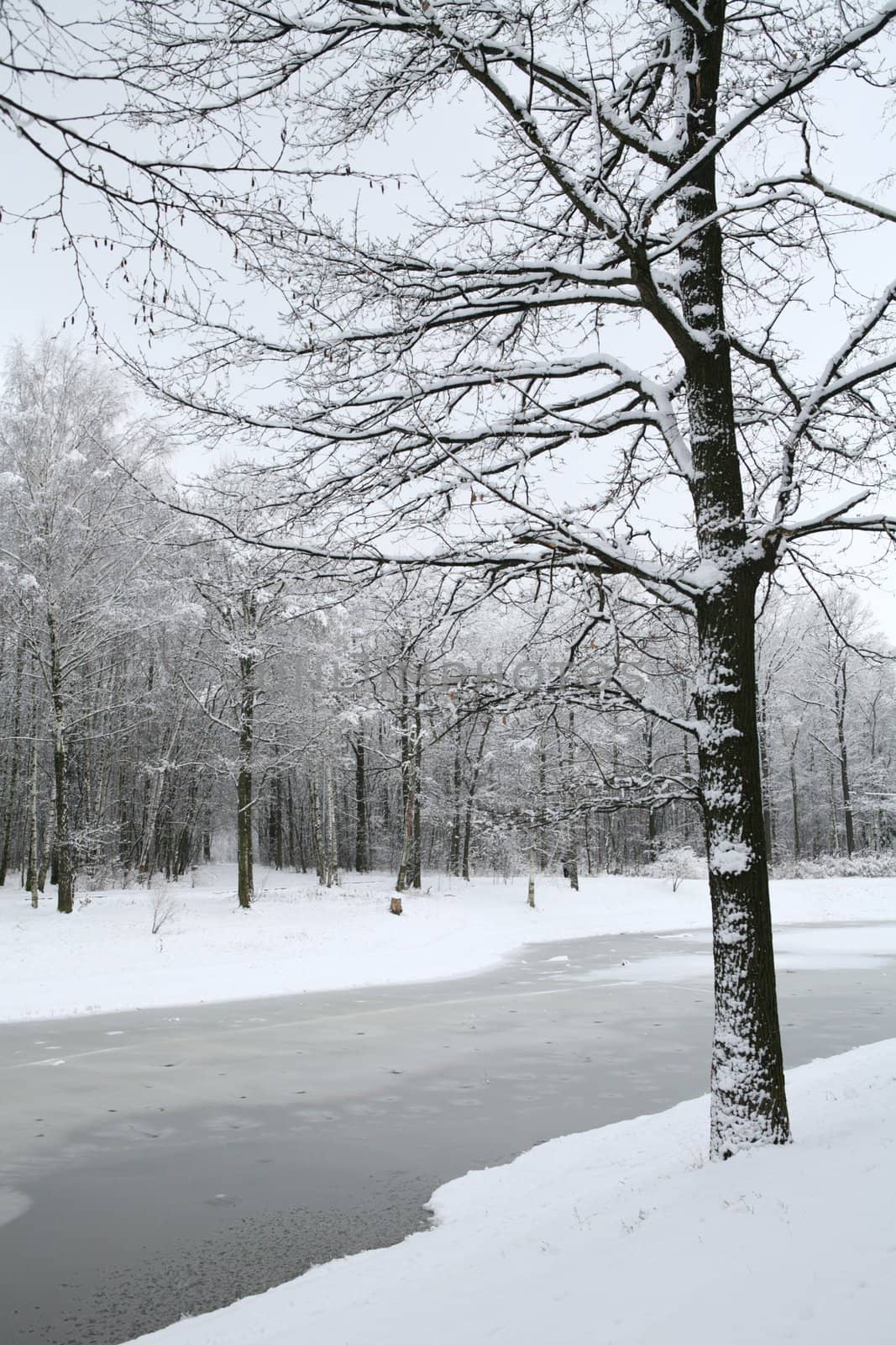 winter landscape in park after snowfall in the morning