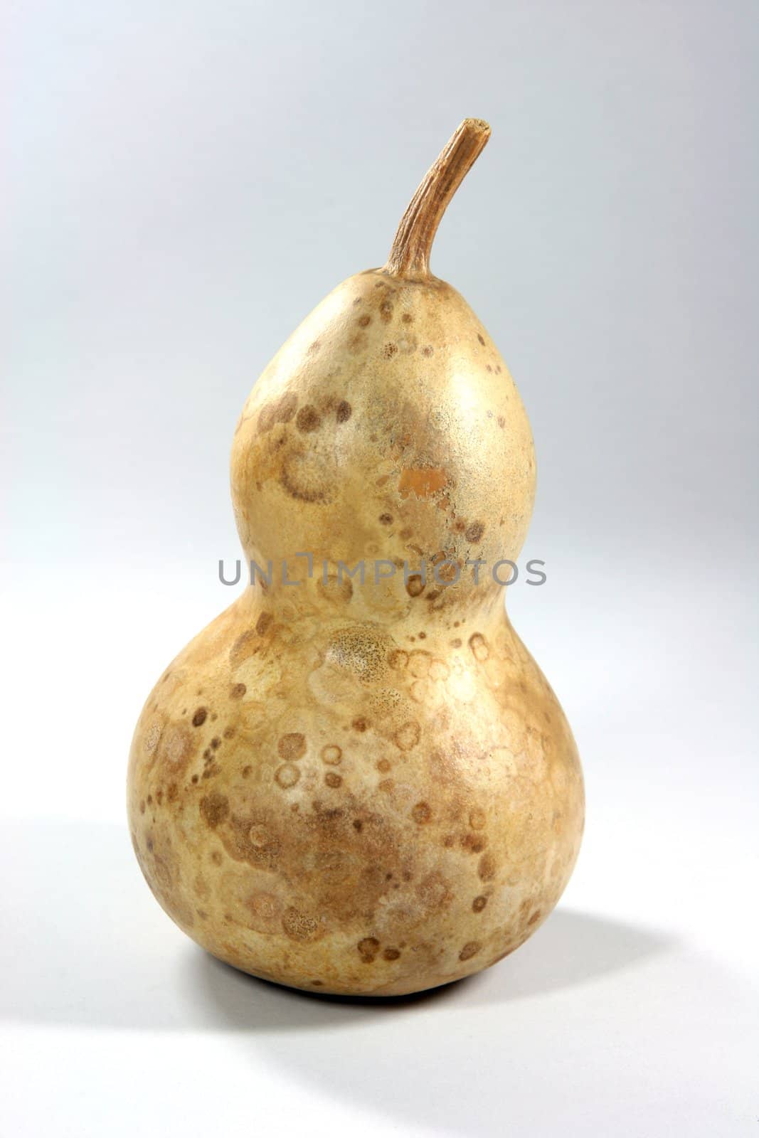 dry pumpkin closeup isolated to white
