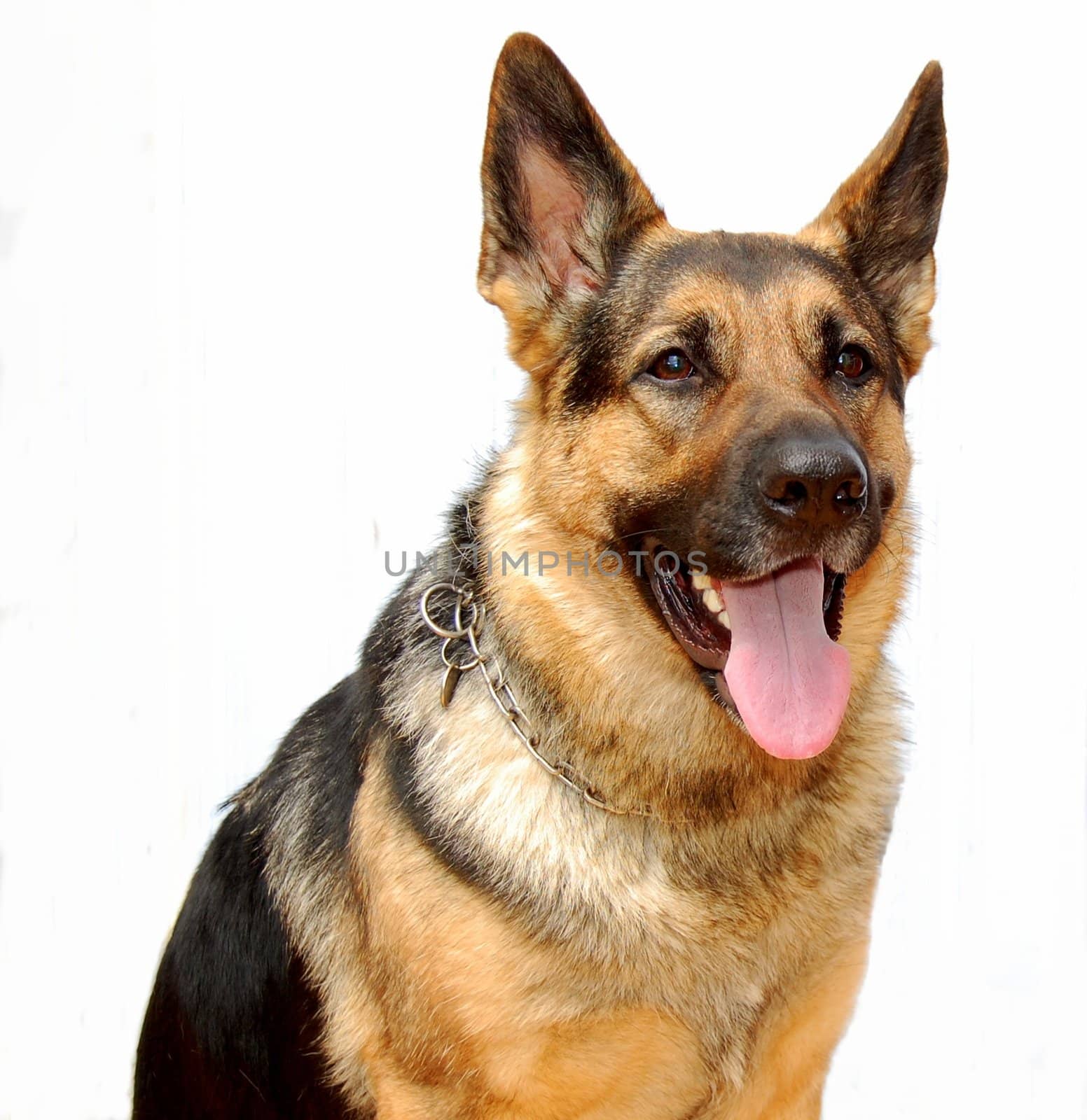 A german sheep dog.