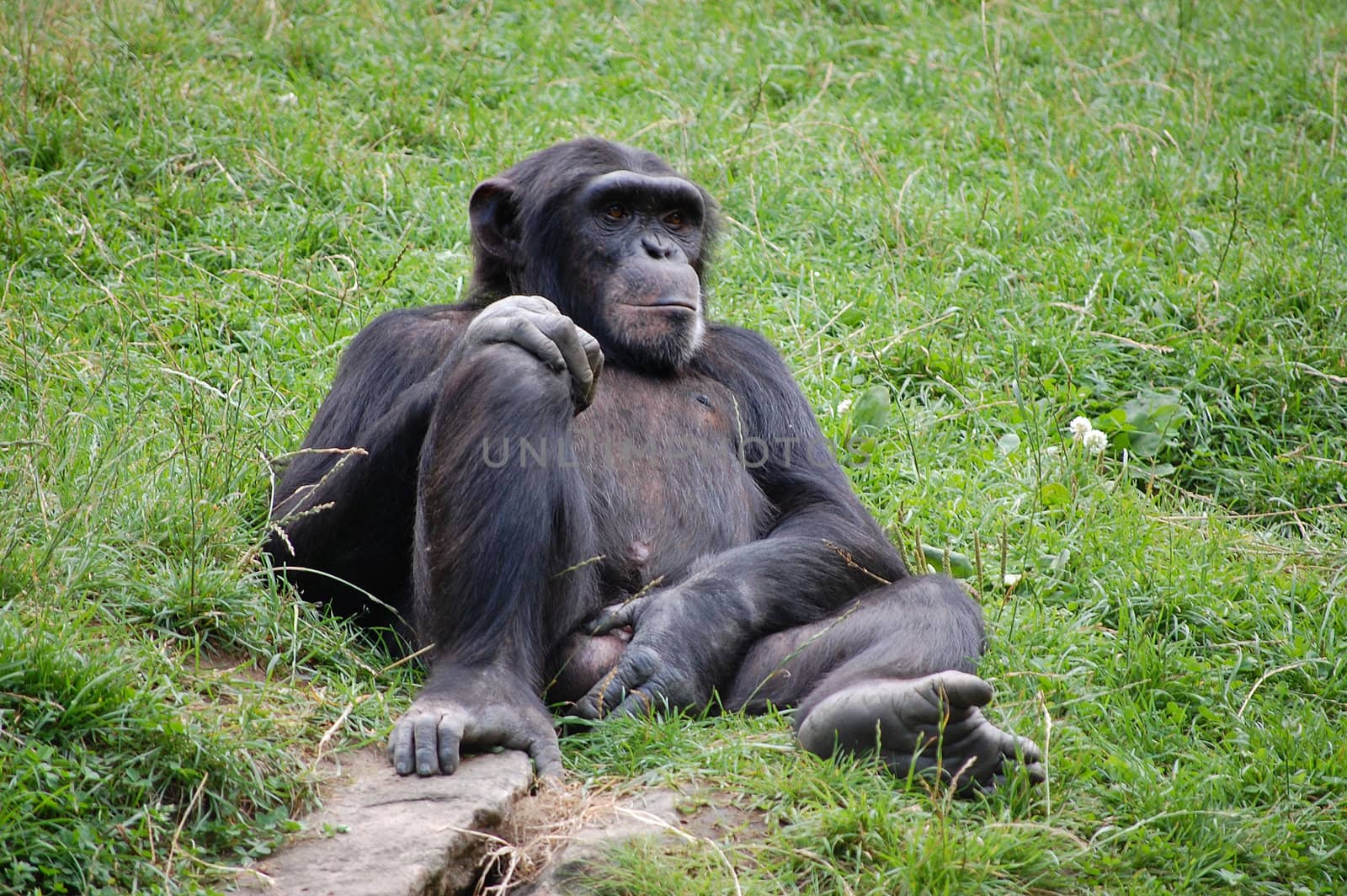 A chimp relaxing in the grass.