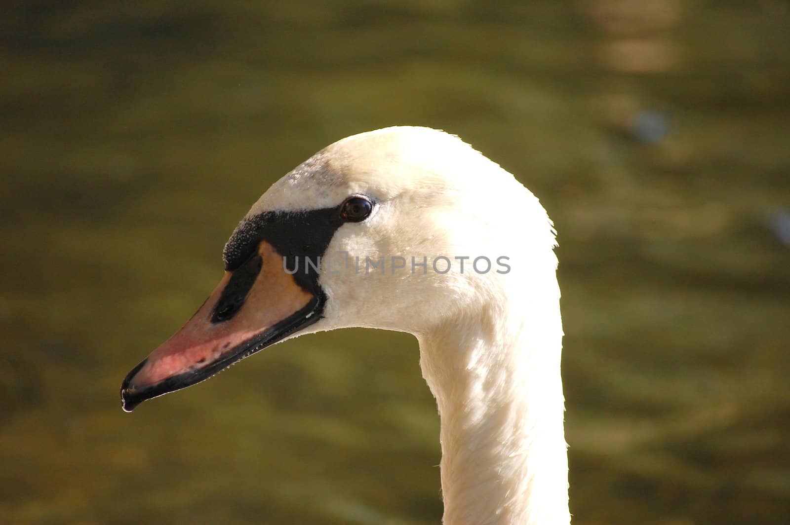 The head of a swan.