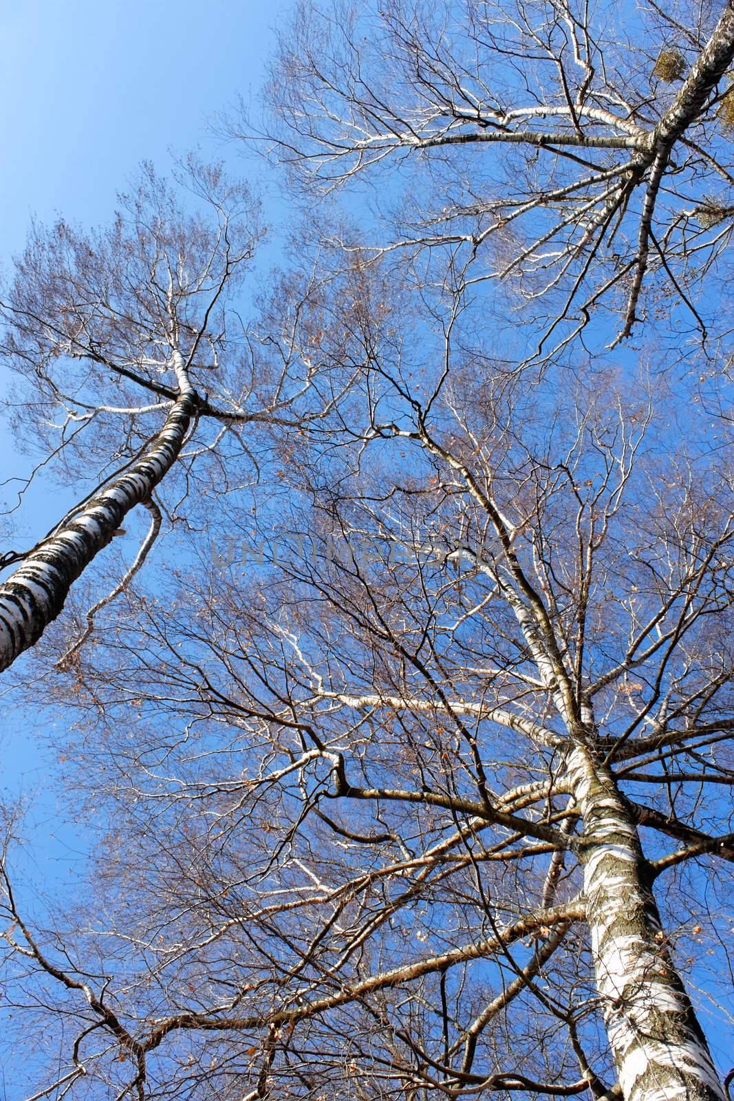 Tops of fall birch trees against the bright blue sky