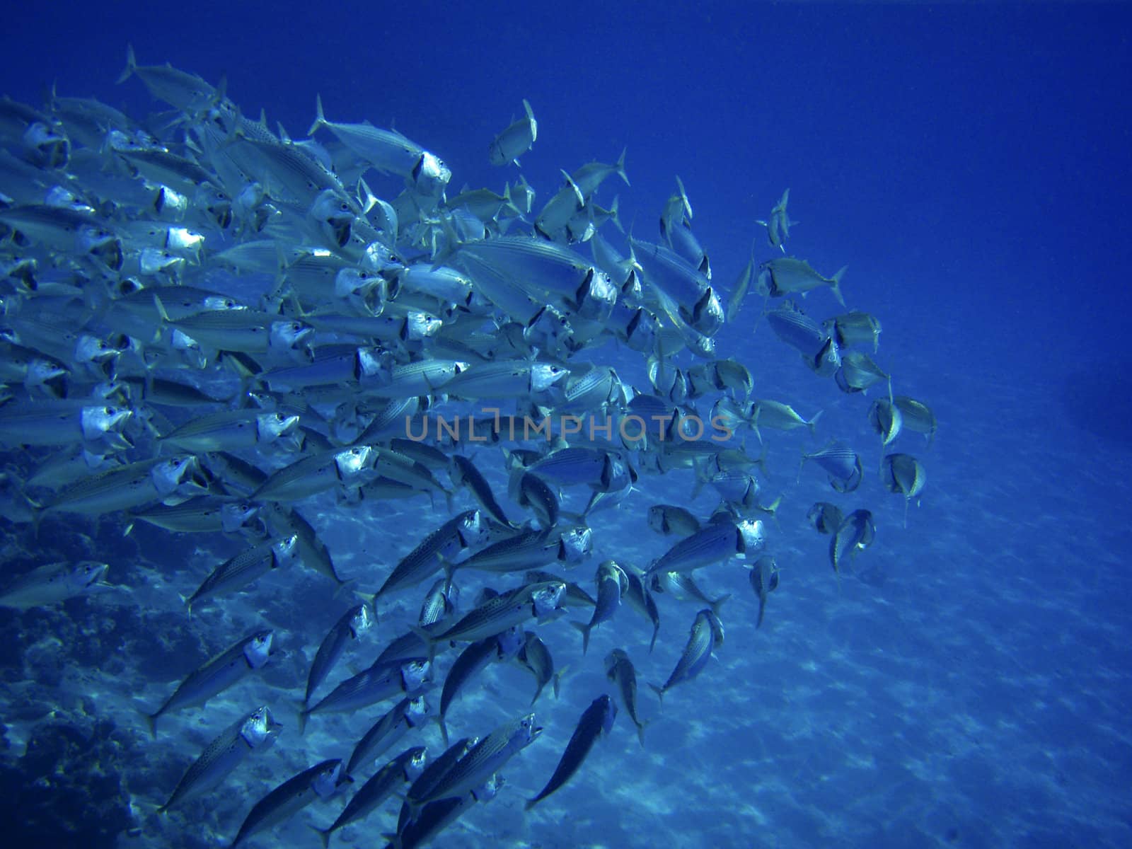 Scholling fish near reef in Red Sea, Egypt. by borodaev