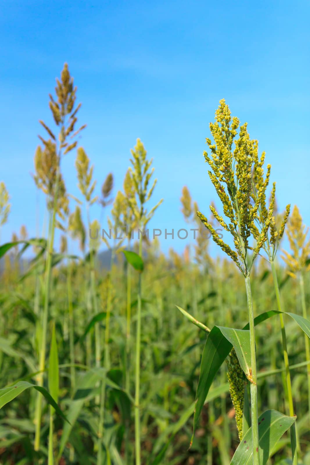 Millet field by stoonn