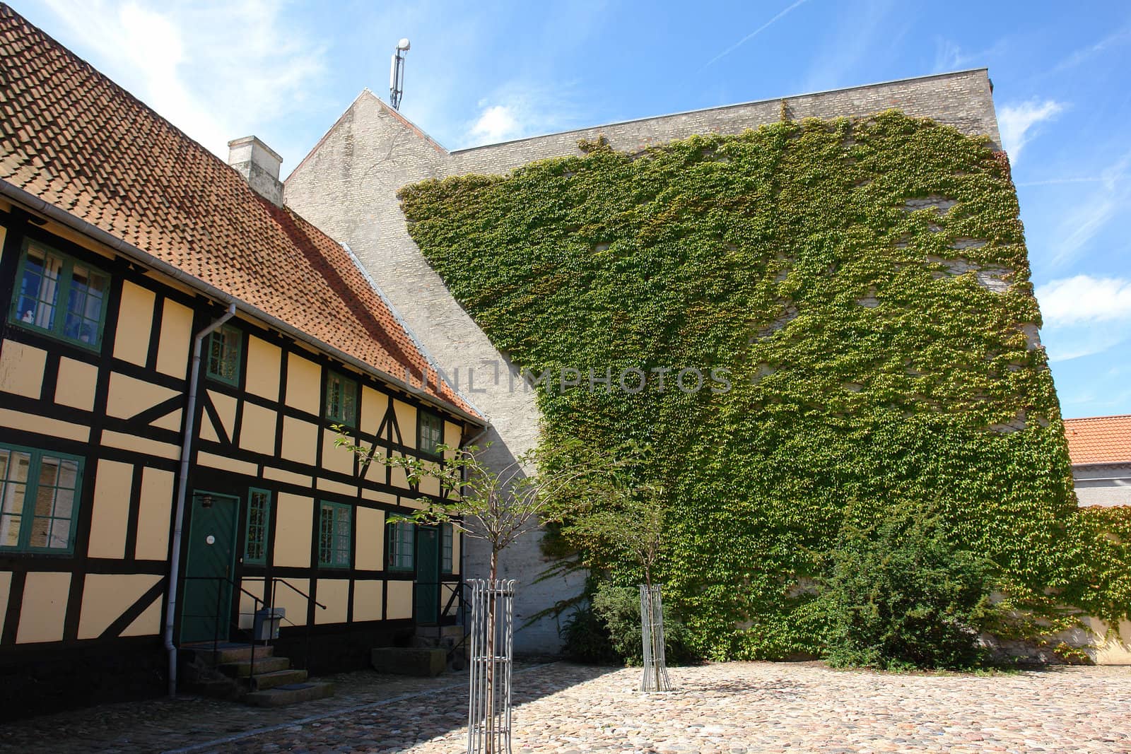 Wall of a house with covered completely with green ivy Faaborg Denmark