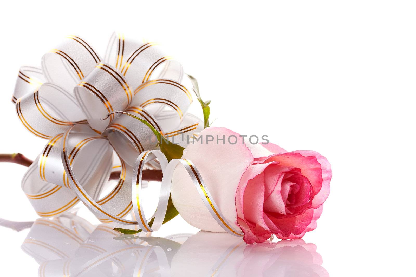 Pink rose. Rose on a white background. Pink flower. Rose with a bow. Flower as a gift. Elegant bow.