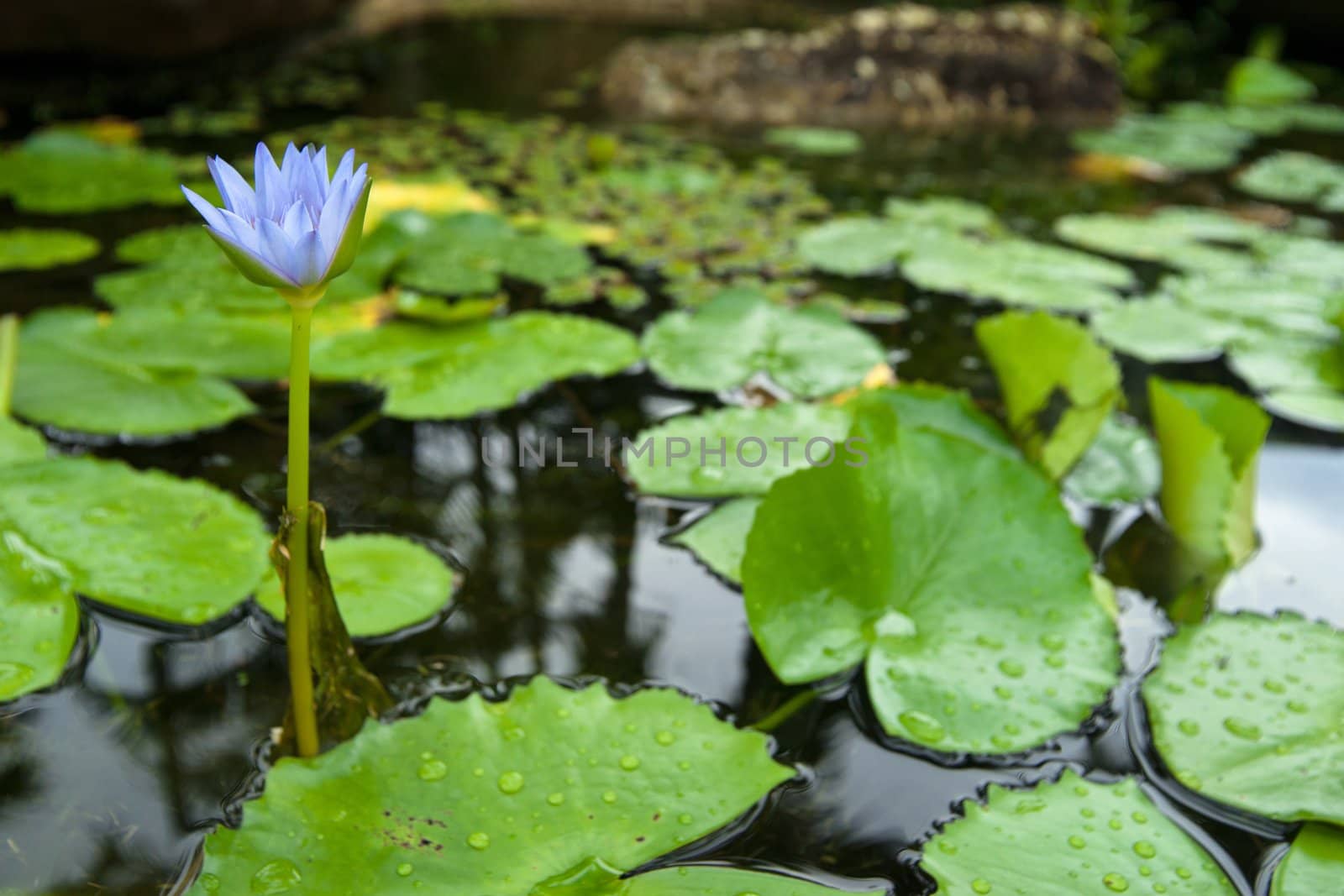 water lily in garden pond with narrow dof
