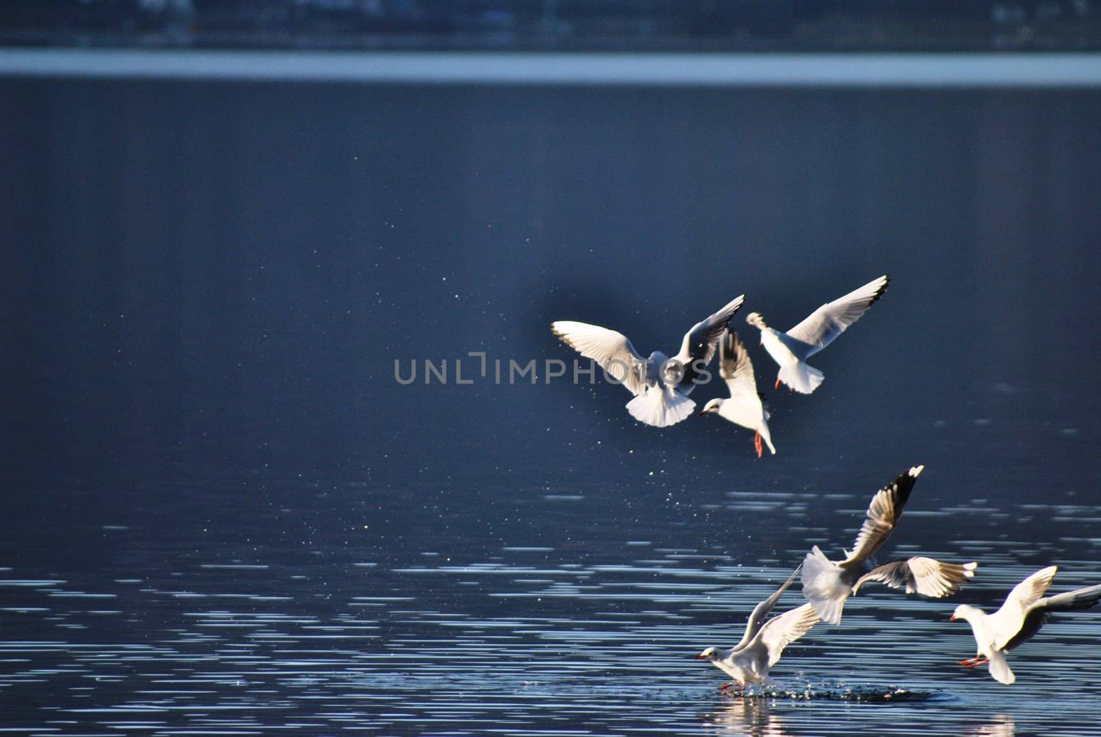 a flock of seagulls intent to take off from the surface of Caldonazzo's Lake